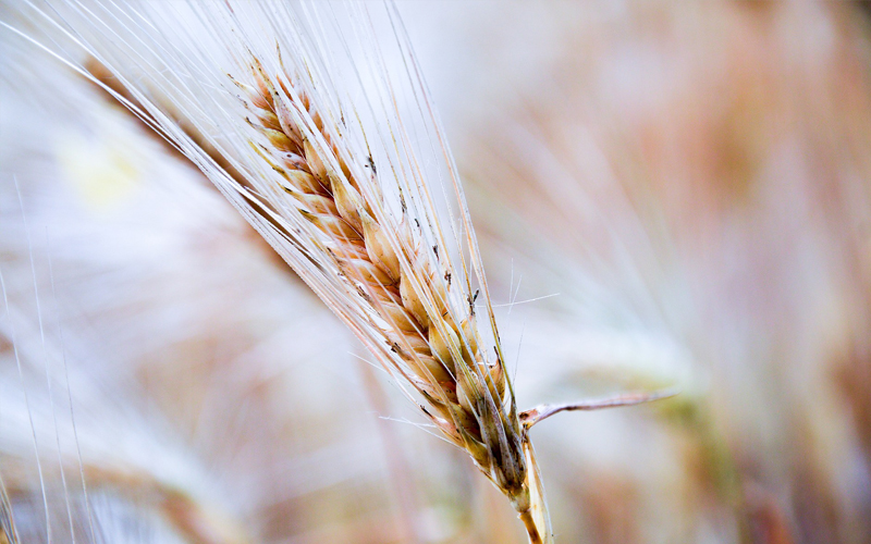 Risque-politique-ou-Non-paiement-du-a-cause-specifique